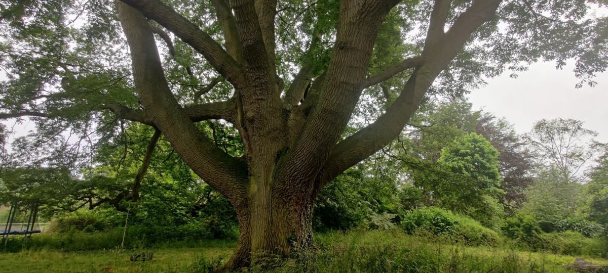 The old oak in the garden at Lea Hall